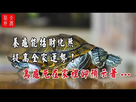 烏龜 財位|【風水與龜】家中養烏龜最招財 